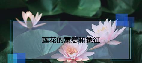 莲花风水|莲花的寓意和象征风水